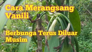 Cara Merangsang Vanili Berbunga terus Diluar Musim