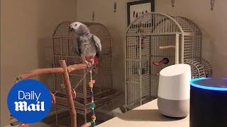 Petra the parrot has a few words with virtual assistant Alexa  Daily Mail