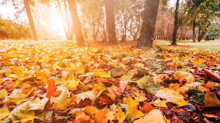 The Reality of the Present Meditation—Jack Kornfield