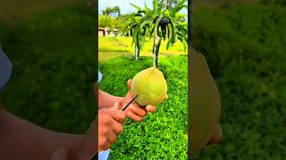 Satisfying Way to Peel a Ripe Mango Perfectly Using a Sharp Knife in the Garden