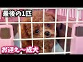 売れ残りだった1匹の極小トイプードル子犬をお迎えしてから今まで【トイプードルのコロン】