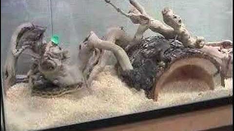 Gopher snake eats talking mouse