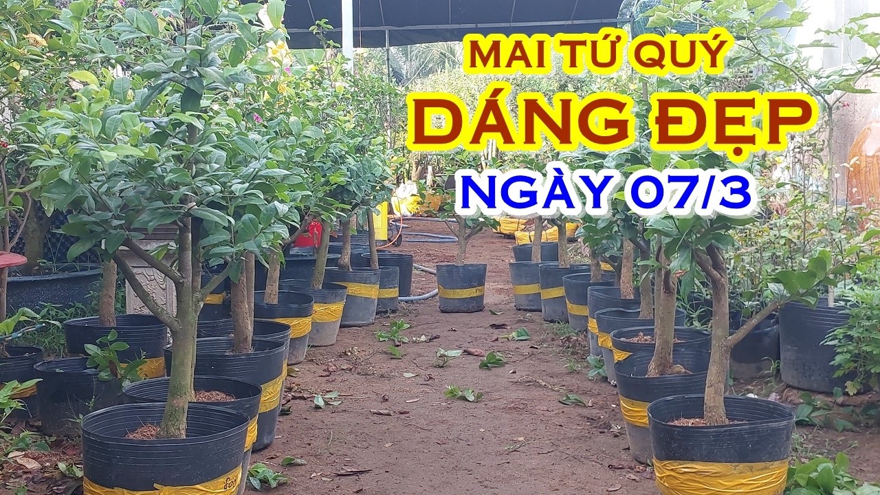 TÚ 📲 O764O69941 GIÁ TỐT - MAI TỨ QUÝ DÁNG ĐẸP GIAO LƯU NGÀY 07/3 