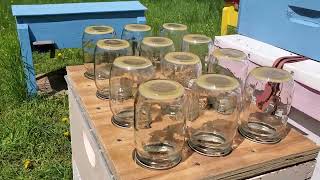 2023.05.12 Letting the bees build comb in the cut comb jars.