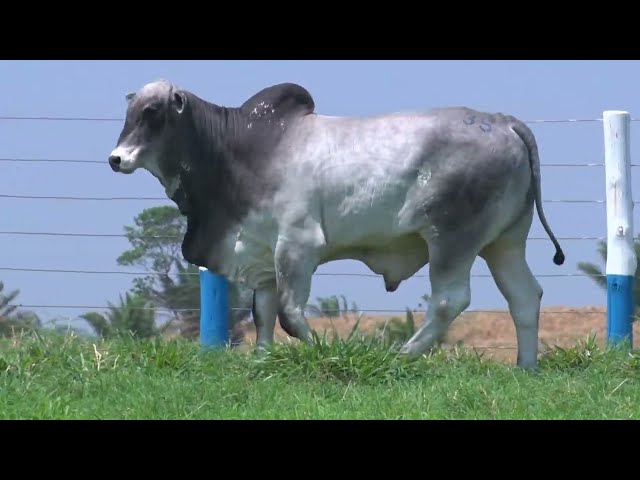 99º Leilão OB - Lote 35 - Nelore Mocho - 1 Touro PO Registrado