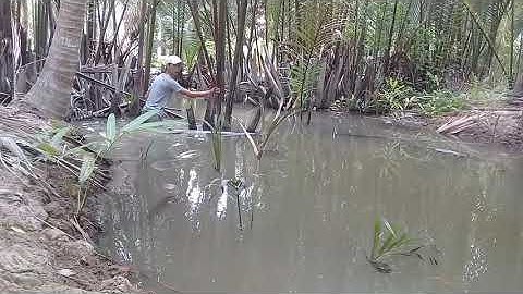 Thăm lợp trúng tôm càng xanh khủng/săn bắt tôm