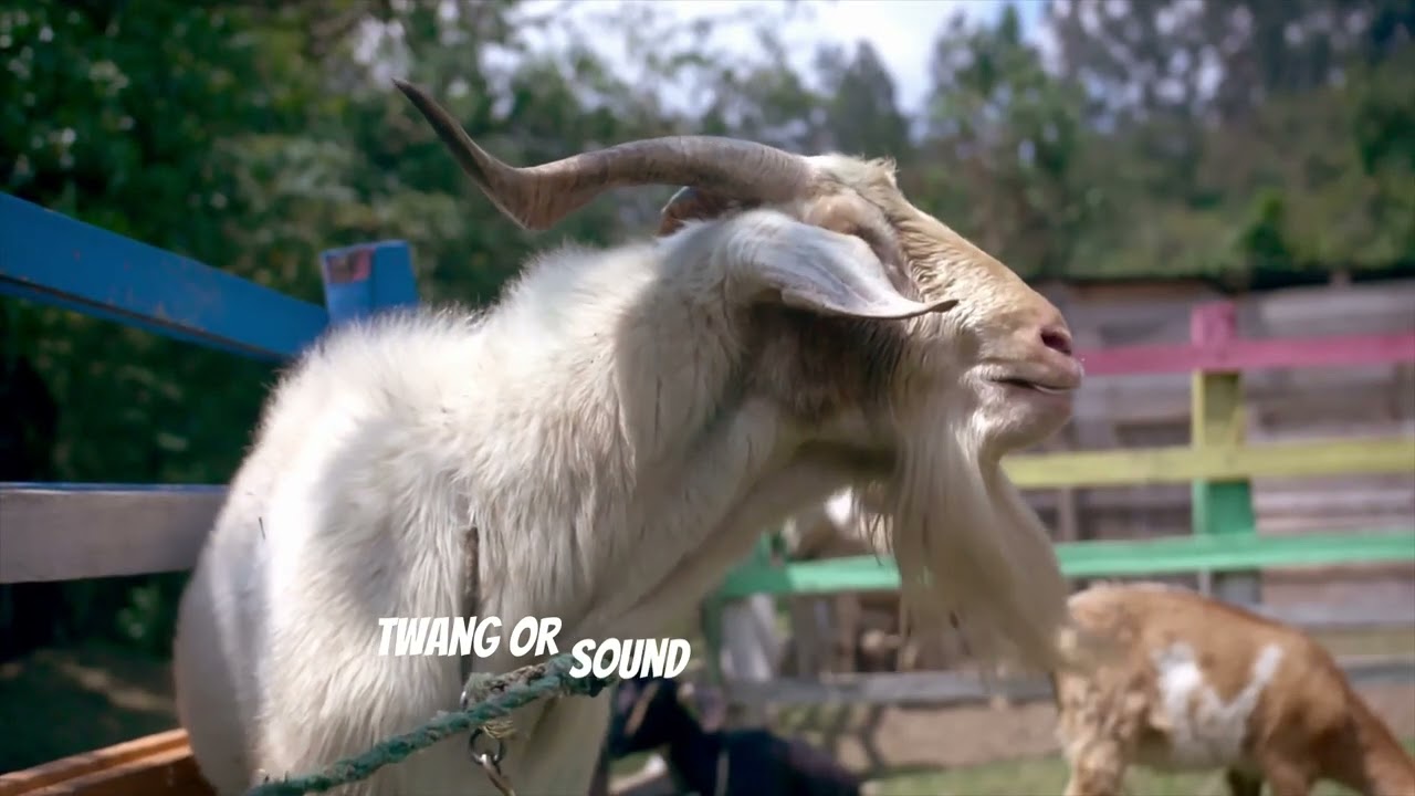 Goat Accents   The Baaah zarre Truth!