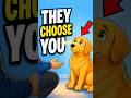 Your Dog Chooses You in Silence