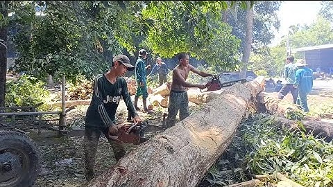 Cưa cây tràm bông vàng siêu khủng , Gần lộ xe về trí tôn .Cưa cây kỹ thuật cao