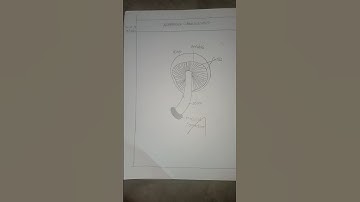 11th botany record experiment 17 to 20