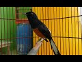 Justru Murai Batu Ngeplong Di Sore Hari Berkat Suara Santai Murai Ini Mp3 - Mp4 Download