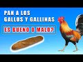 Es bueno darles pan a los gallos y gallinas pangallinas