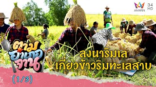 ลงนาริมเล เกี่ยวข้าวริมทะเลสาบสงขลา จ.พัทลุง | ตามอำเภอจาน | 29 ต.ค.65 (1/3)