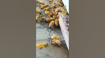 They are all at the entrance of the beehive, blocking the way