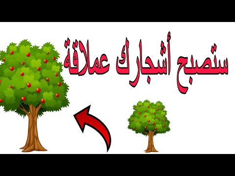 سر نجاح شجرة التفاح و كل الاشجار المثمرة