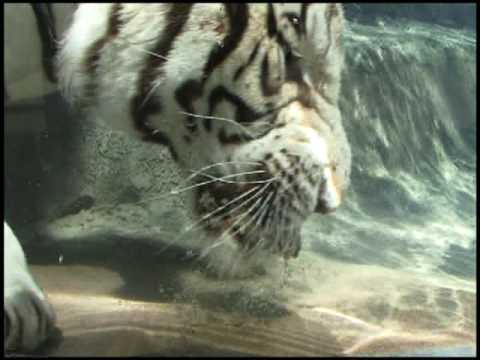 Odin, beloved Six Flags Discovery Kingdom white Bengal tiger, dies