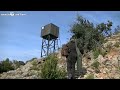 💥 Video de Monterias en España de Jabalíes 🐗, Ciervos 🦌 y Gamos