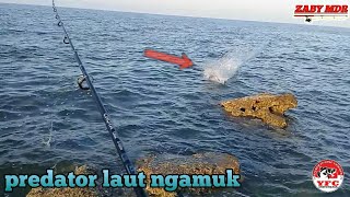 Lagi asik mancing ikan di laut tiba tiba ikan predator ngamuk di pinggir laut