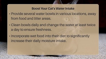 Do Cats Need A Water Fountain For Hydration?