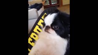 Japanese Chin Loki being dramatic