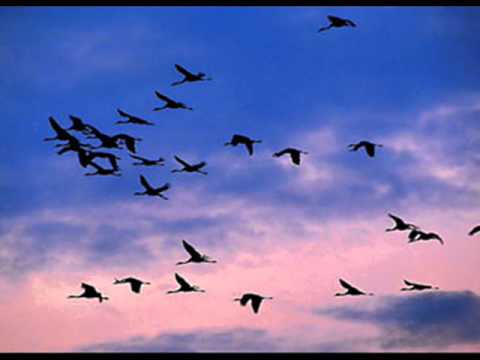 SAFİYE AYLA -  YEŞİL GÖZLERİNİ UFKUMA GER Kİ