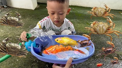 Thỏ Vlog tìm kiếm cá bong bóng ốc ẩn sĩ , cua , rùa , ô tô máy múc , cá chép koi , cá vàng , cá beta