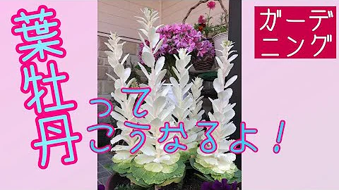 تحميل 踊り葉牡丹