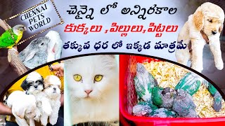 Cheapest Pet Market in Chennai || Broadway Market || All Types of pets Available only on Sundays