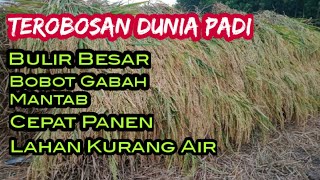 Gambaran Sekilas Padi Umur Pendek Cepat Panen Banowati di Sawah Lamongan Tahun 2023.