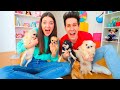 SOF E LU SONO BABYSITTER DI 6 CUCCIOLI DI CHIHUAHUA PER UN GIORNO! KIRA E RAY!! | Me contro Te