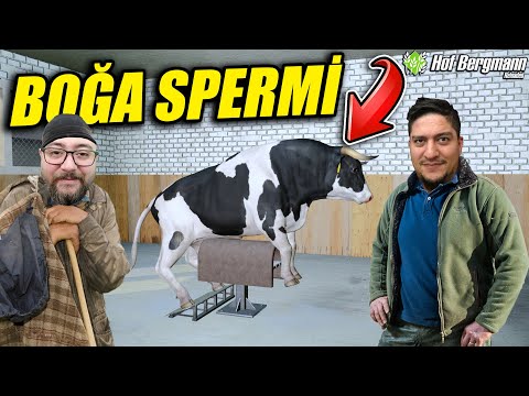 BOĞADAN SPERM ÇIKARMA !! | HOF BERGMANN #10 | FS19 !!