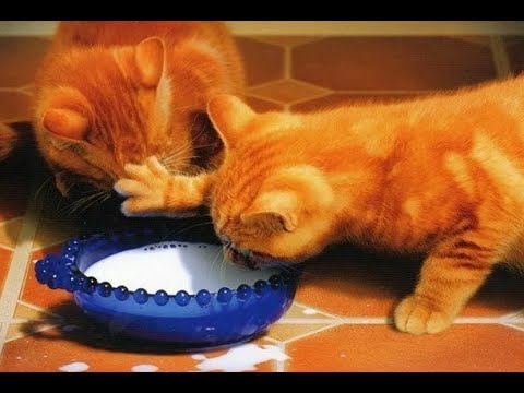 Видео: 😺 Эта миска одноместная!🐈 Смешное видео с котами и котятами для хорошего настроения! 😸