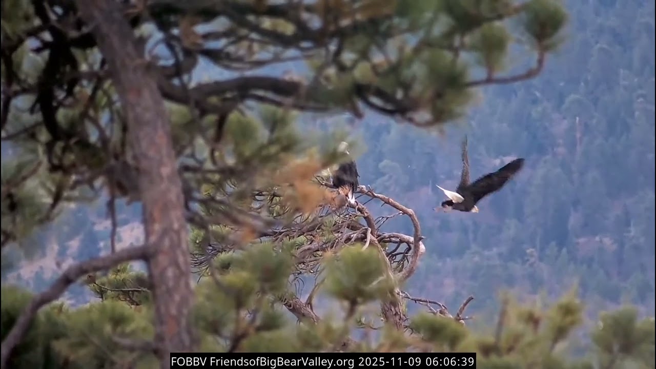 BEAUTIFUL MORNING CHORTLES 🌄🦅🎶11.9.25 FOBBVCAM 