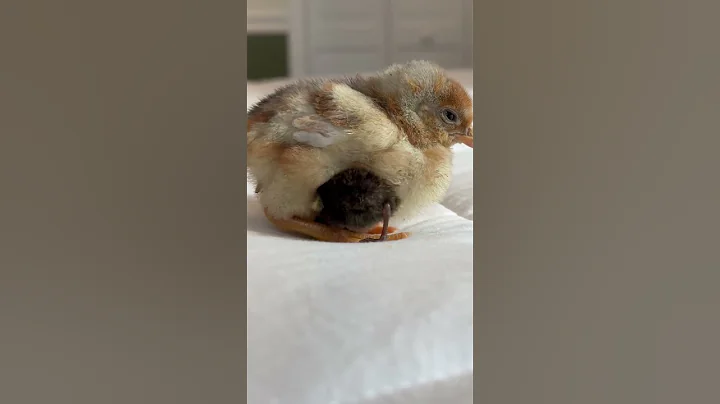 Both chicks are the same age 😅 look how small that button is 😂🐣 #babyanimals #cuteanimals #cute