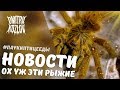 Немного новостей + голодный pterinochilus murinus!