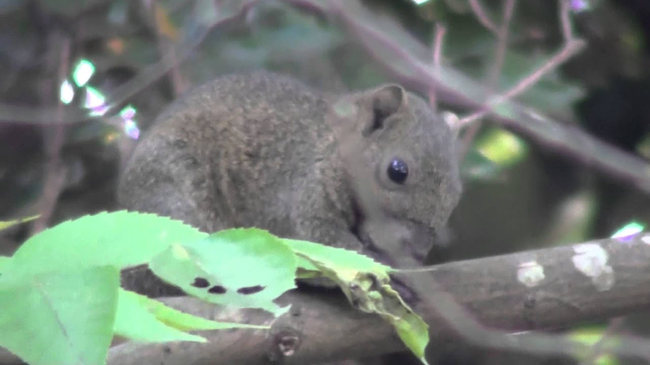 横浜の住宅街の公園脇の林で野生のリスsquirrel Discovery Wild In The Forest Youtube
