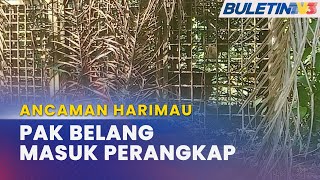 ANCAMAN HARIMAU | PERHILITAN Kelantan Tangkap Seekor Harimau Belang Di Gua Musang