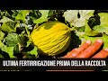 Melone Giallo nell'Orto Ultima Fertirrigazione prima della Raccolta