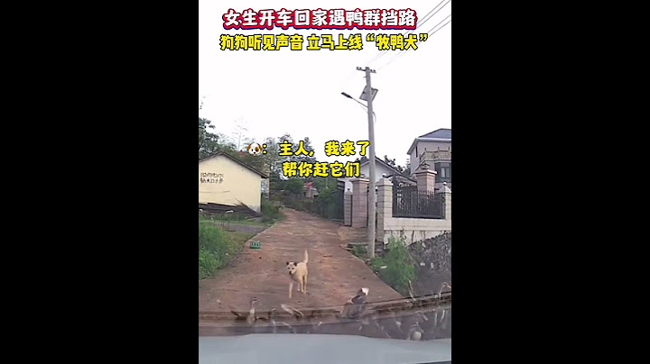主人開車回家遇鴨群擋路，狗狗立馬上線“牧鴨犬”。鴨子：你清高你了不起，拿我做社交。#狗狗的心思都寫在臉上了 #狗是人類最忠誠的朋友 #狗子成精了  #人生感悟#shortvideo  #大熱門