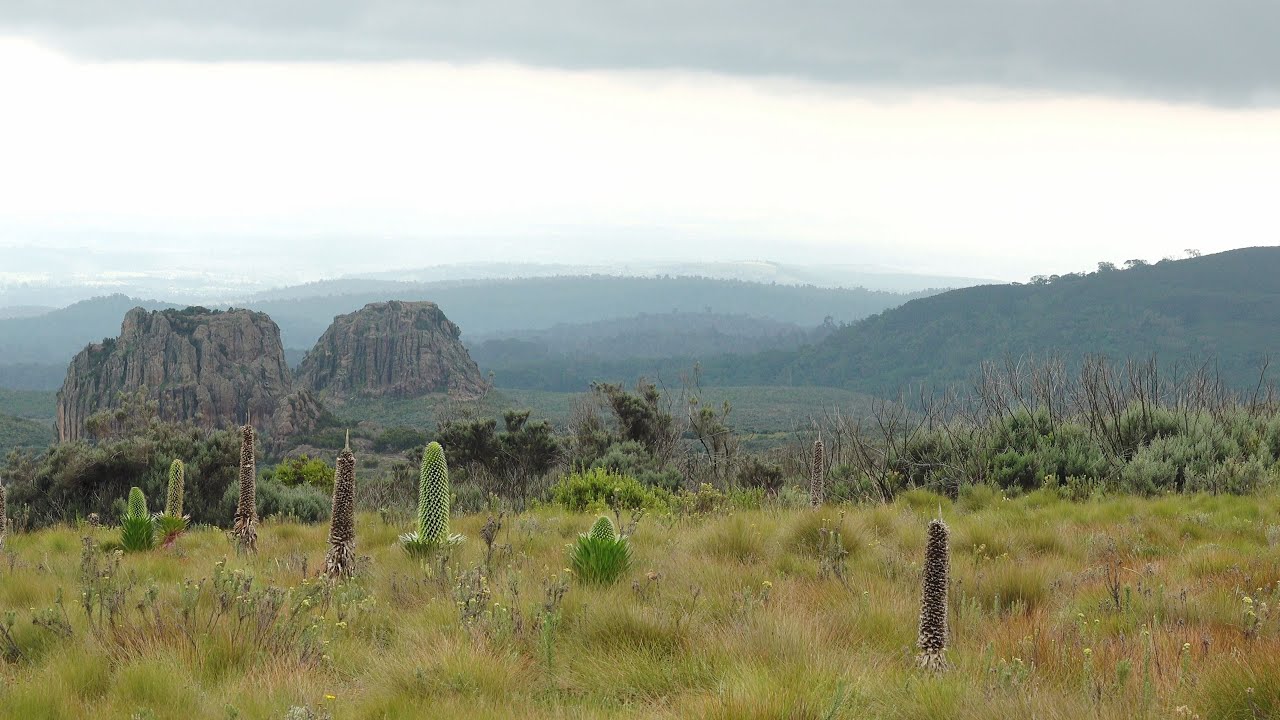 Birding Kenya 2025 4K part 4:  Mount Kenya, the Aberdares and surroundings