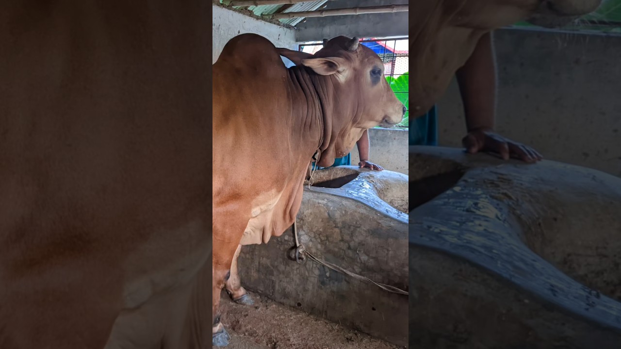 কুরবানী উপযোগী একটি ষাঁড় গরু বিক্রি হবে । কাঠালতলা ,ডুমুরিয়া, খুলনা