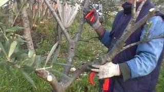lezioni di giardinaggio-lez25-parte prima-ulivo potatura e cure .mpg