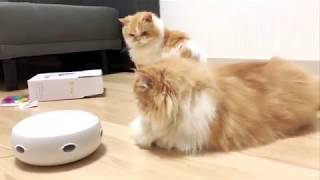 What a funny on smart cat toy ! by Lingly Diar 3,964 views 4 years ago 7 minutes, 28 seconds