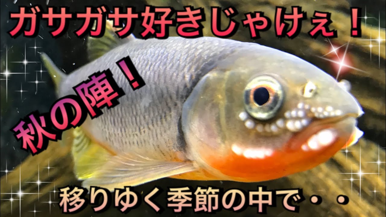 アクアリウム ガサガサ好きじゃけぇ 秋の陣 移りゆく季節の中で ガサガサ 広島 Youtube
