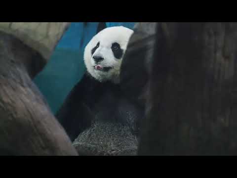 20221022 大貓熊圓仔坐在門口，聞到點心的味道,想回家。