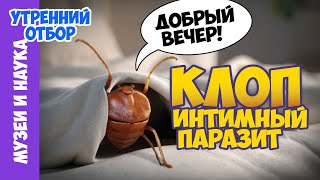 Постельный клоп - возвращение интимного паразита. Игорь Фадеев.