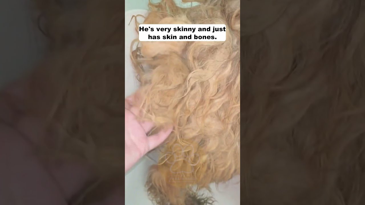 He Had Been Chained For Days And Was So Starving Scared