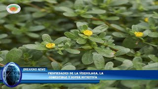 Propiedades De La Verdolaga, La Comestible Y Super Nutritiva