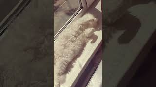 White Turkish Angora Cat l Cat videos