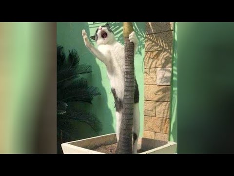 Animal ATTENTION SEEKERS - Funny and cute!